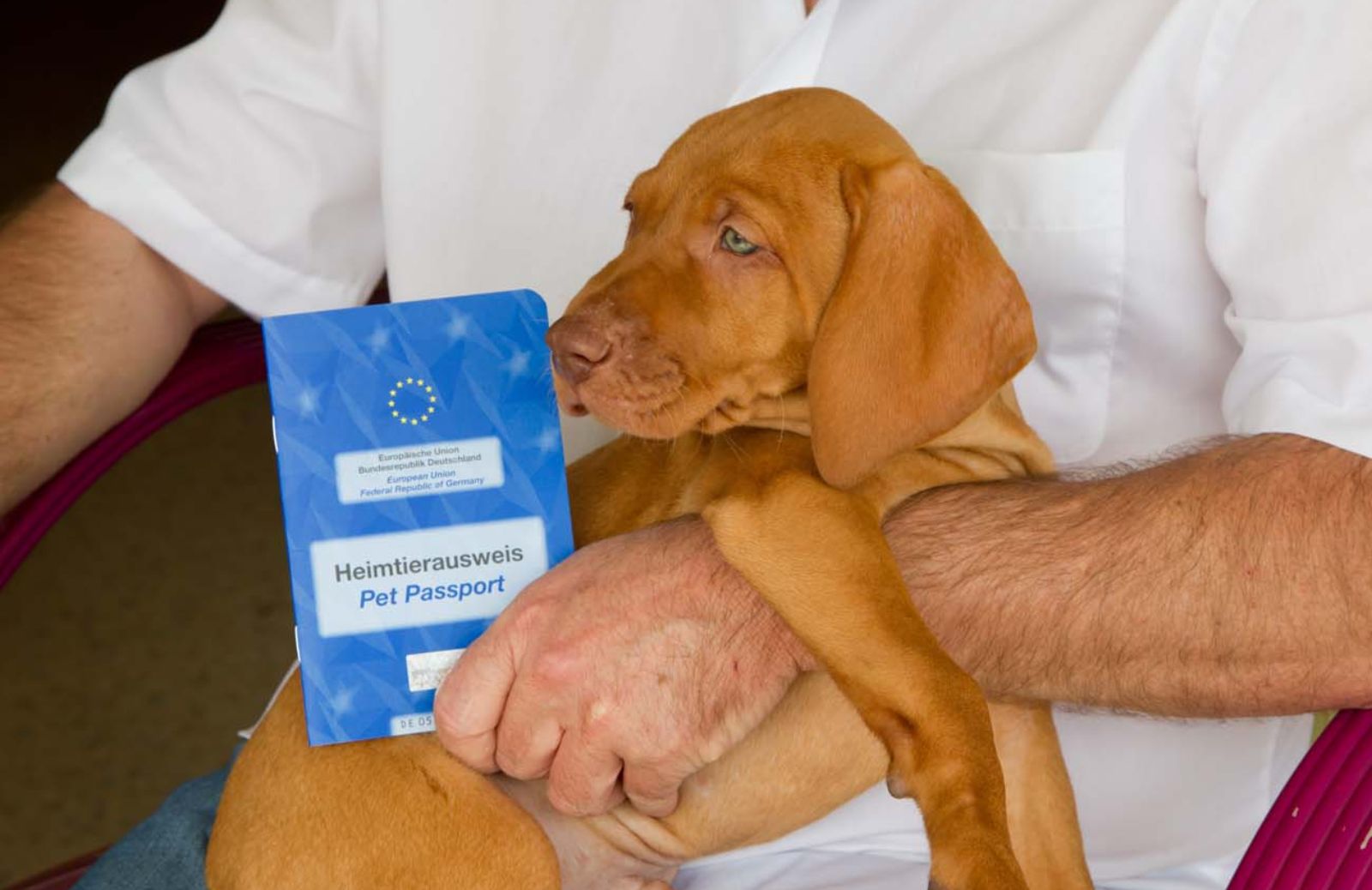 Pet Passport: nuove regole in vigore a fine anno.