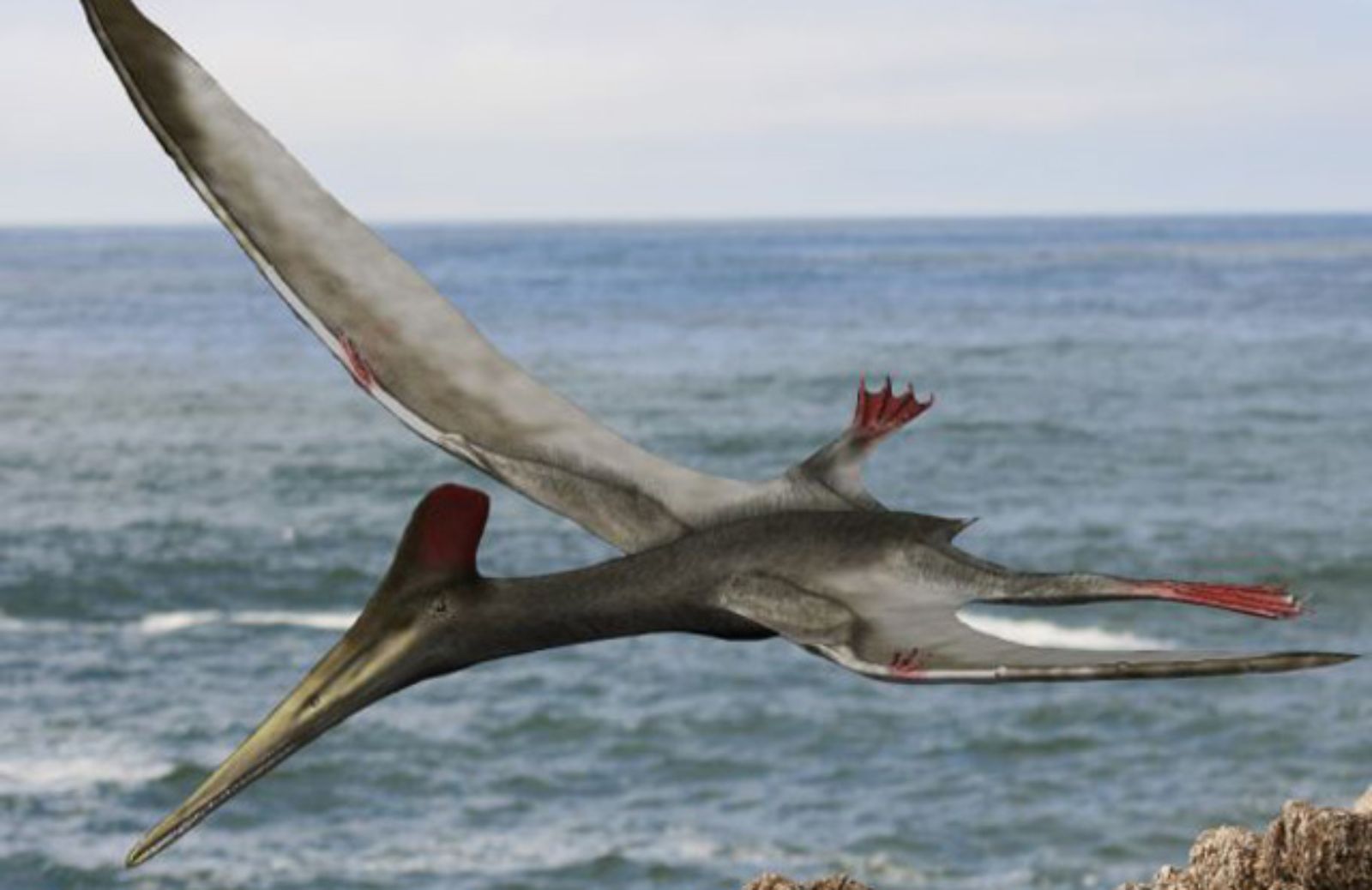 Ritrovate in Cina uova di pterodattilo 