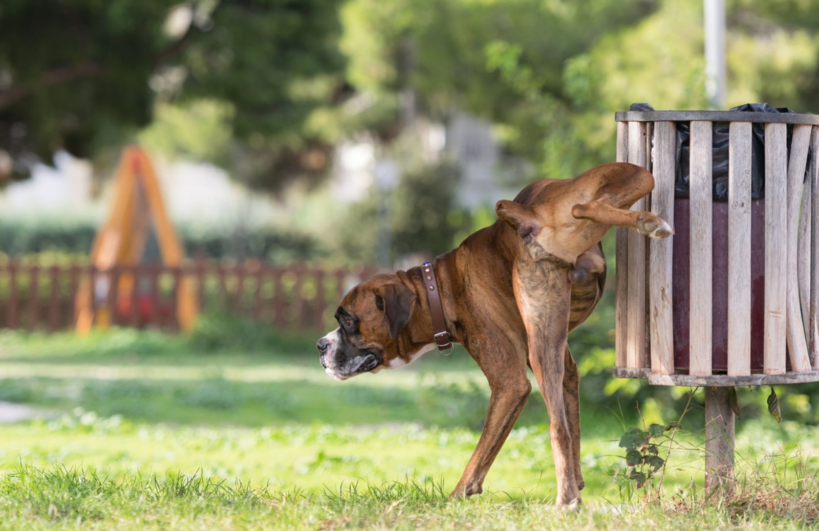 SweetPee, lo spray che pulisce la pipì del cane