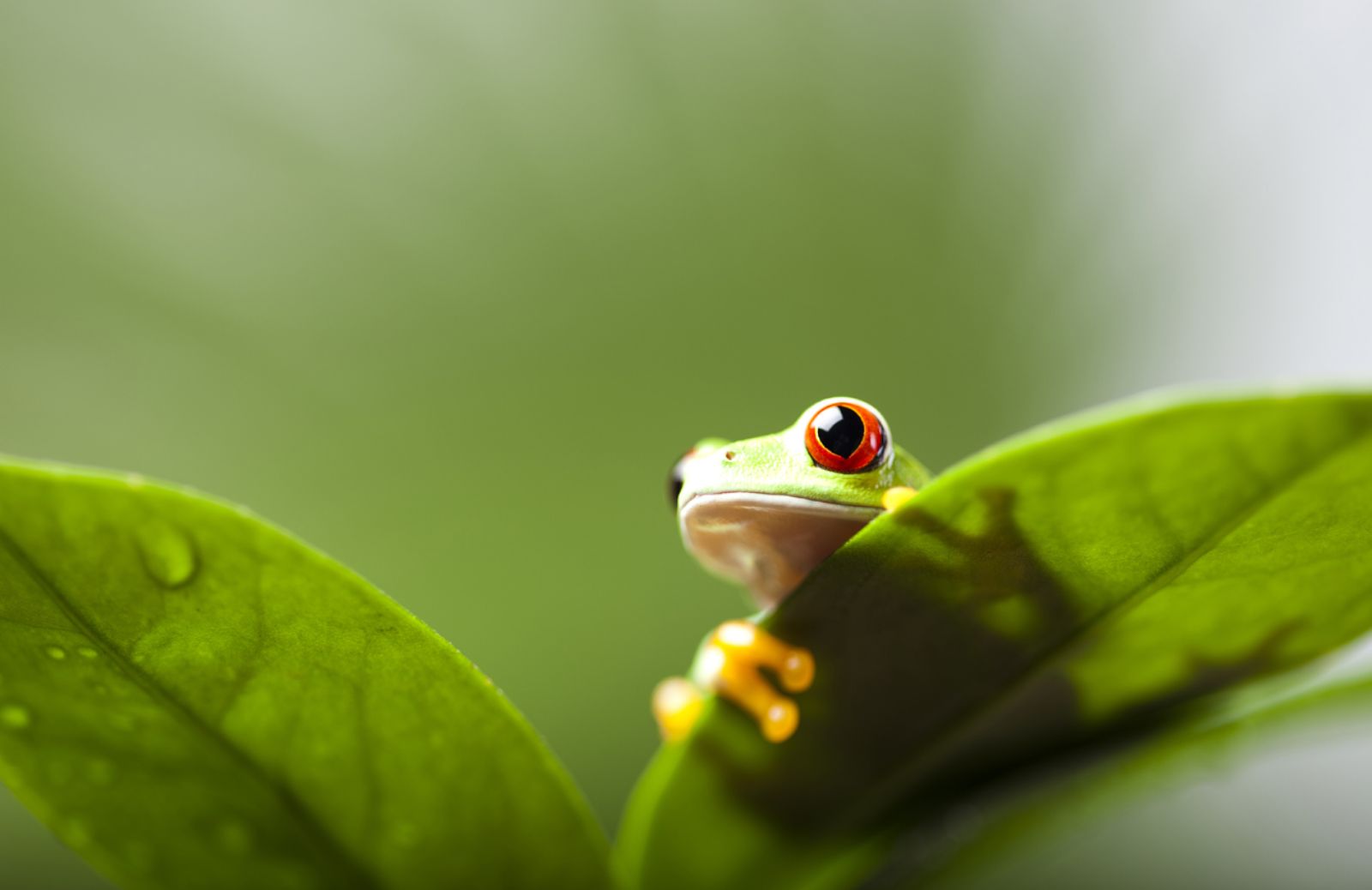 Tra 200 anni sarà estinto il 75% delle specie viventi conosciute 