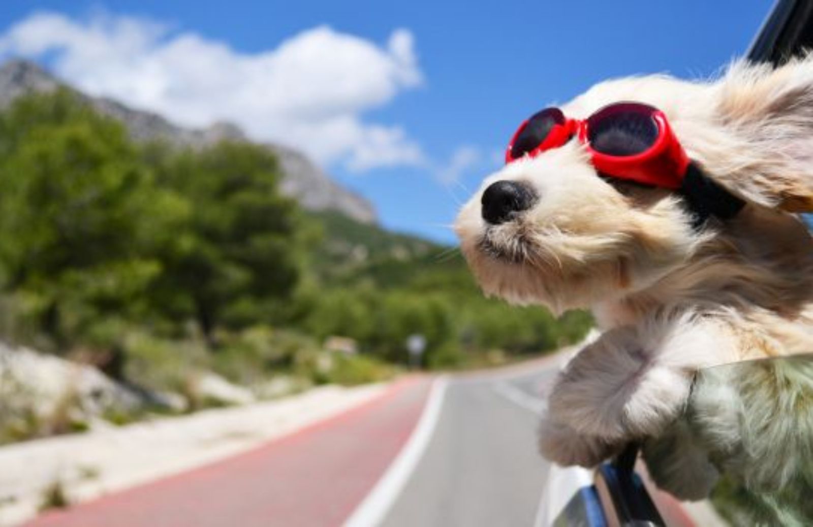 Trip For Dog, una guida per vacanze a quattro zampe