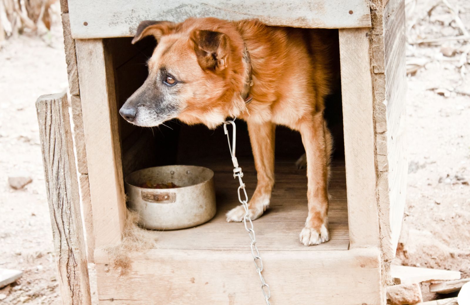 Tutti contro il maltrattamento d'animali depenalizzato 