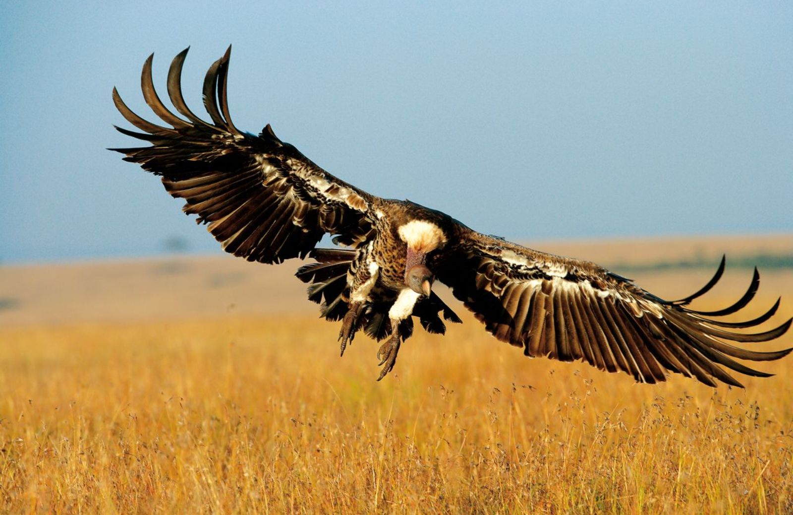 Verso l'estinzione 40 specie di uccelli 