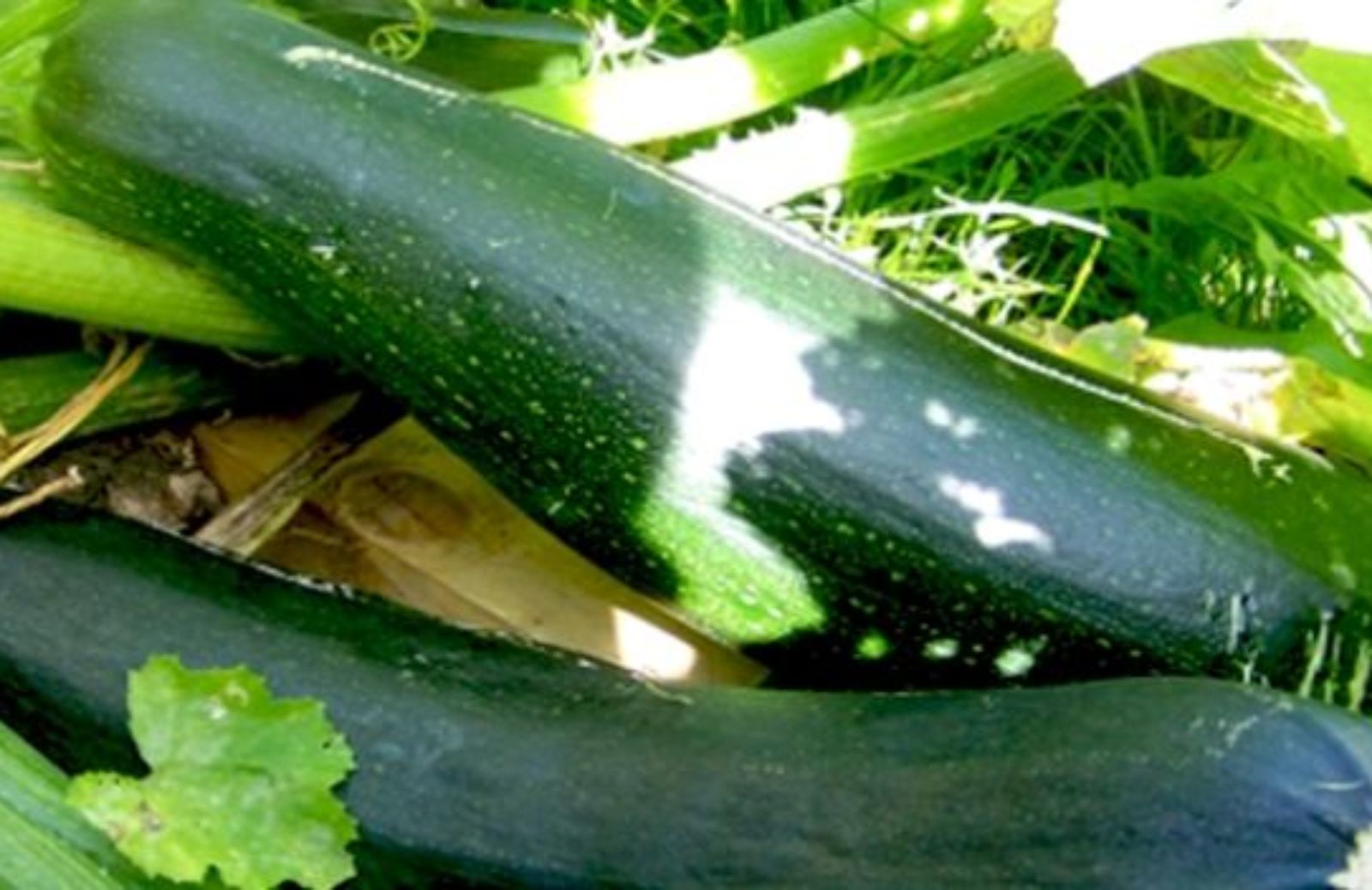 Come fare la conserva di zucchine