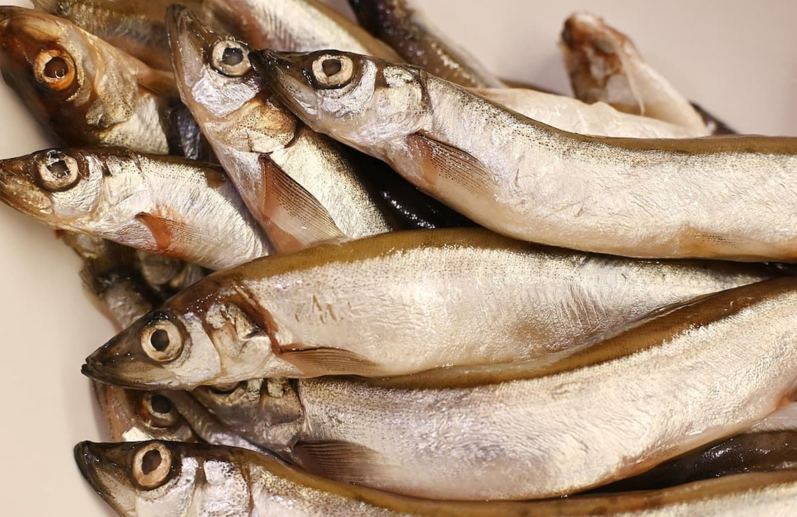 Sarde a beccafico: ricetta casalinga e facile