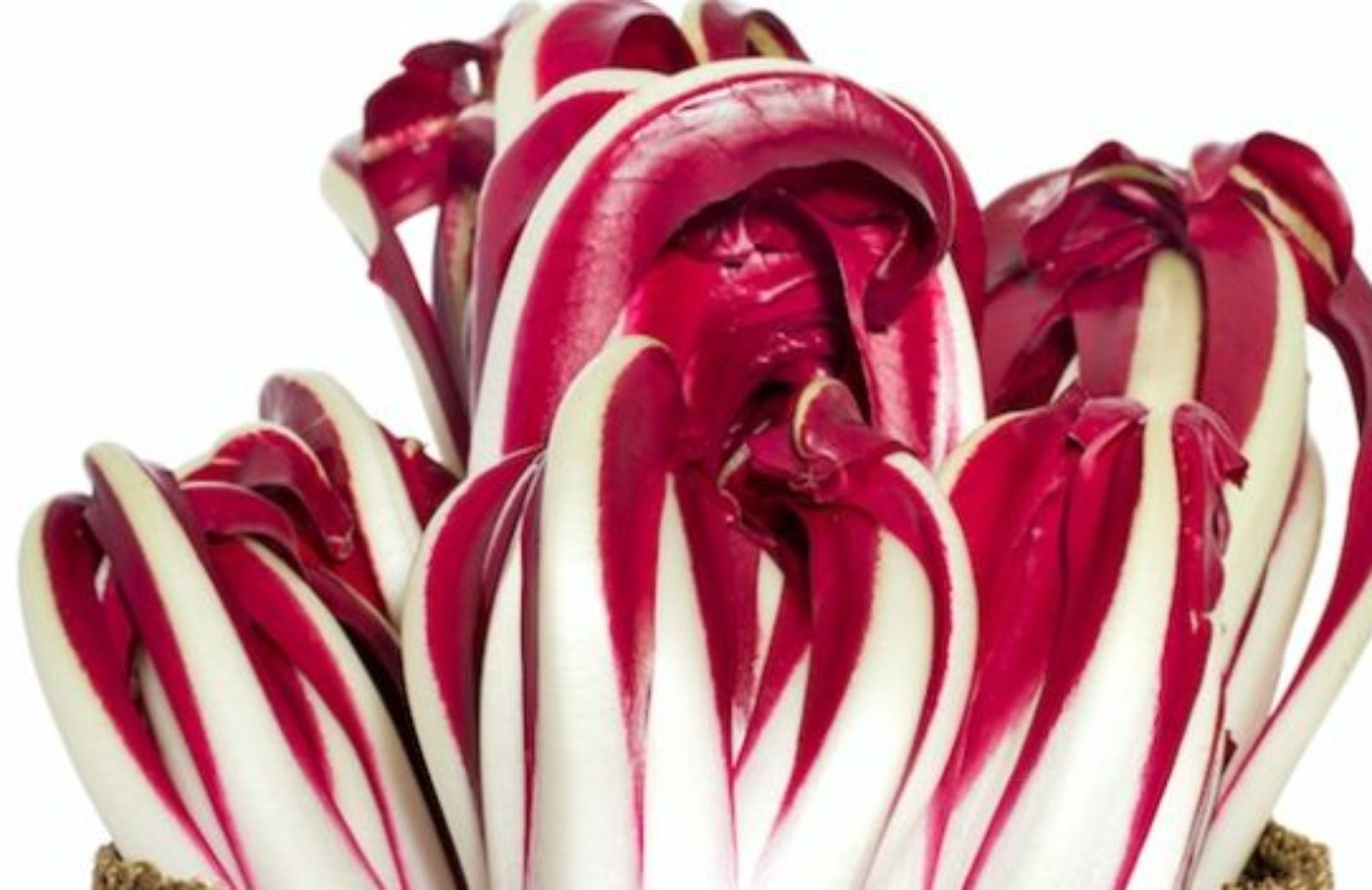 Tutti alla mostra del radicchio rosso di Treviso