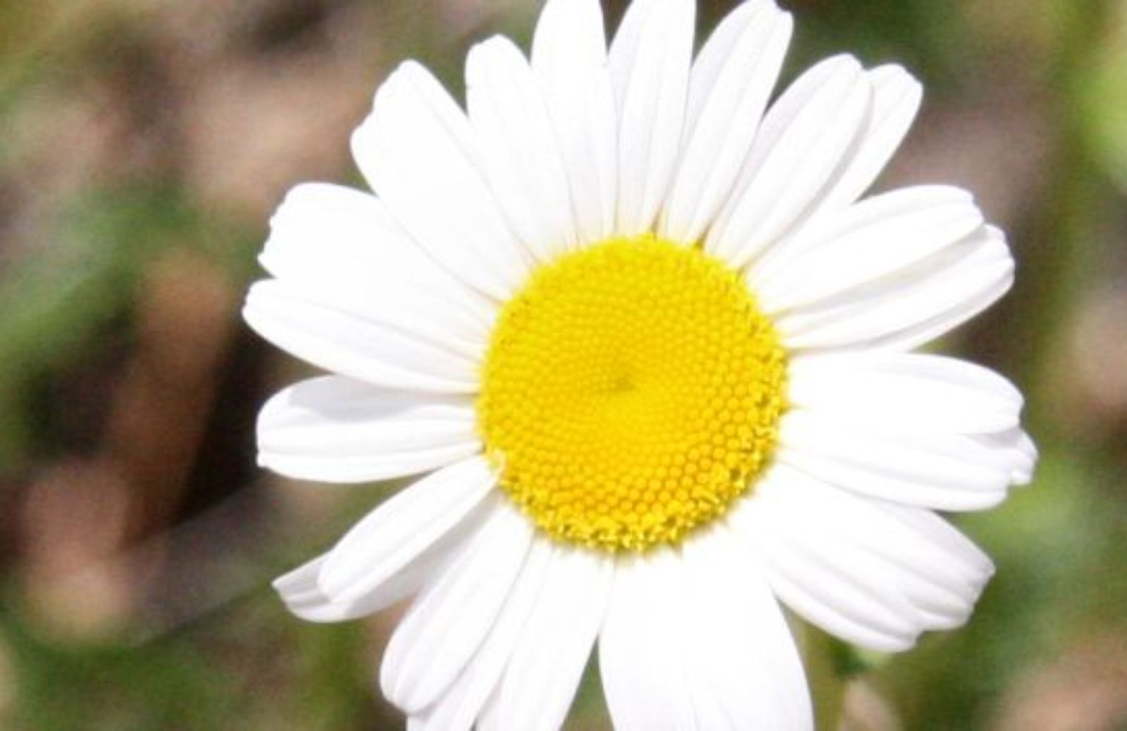 Come realizzare un pannello per il giardino verticale