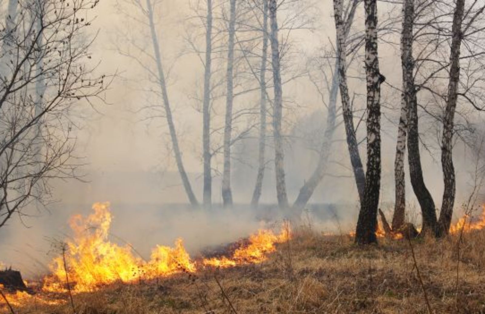 Come comportarti se avvisti un incendio nel bosco