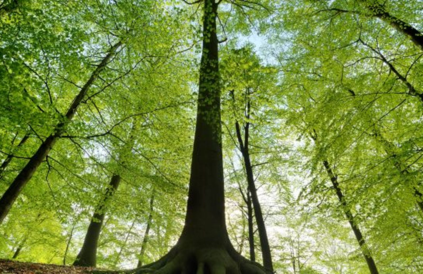 Come funziona il FSC: il Forest Stewardship Council