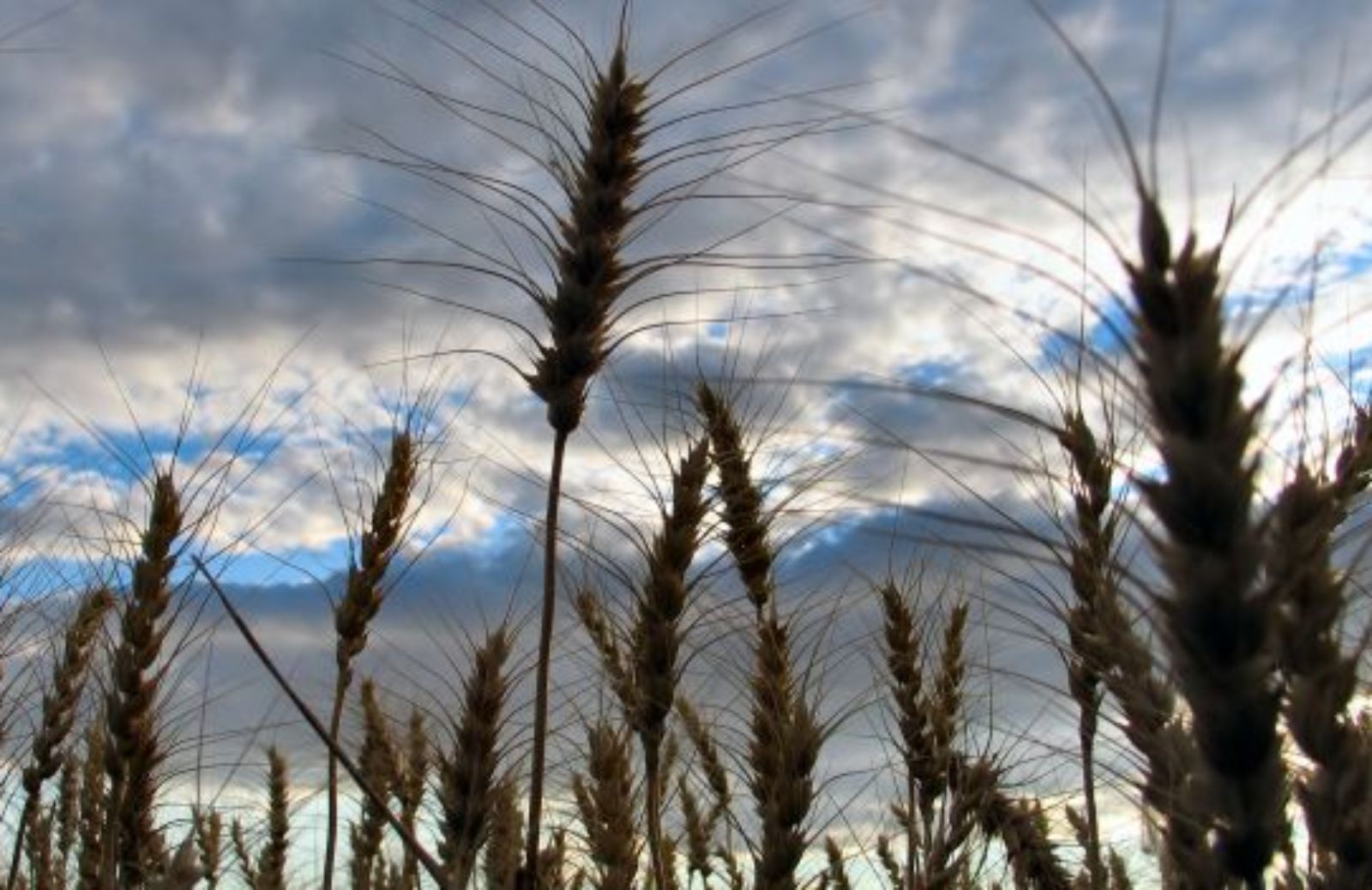 Come il gelo condiziona l'agricoltura