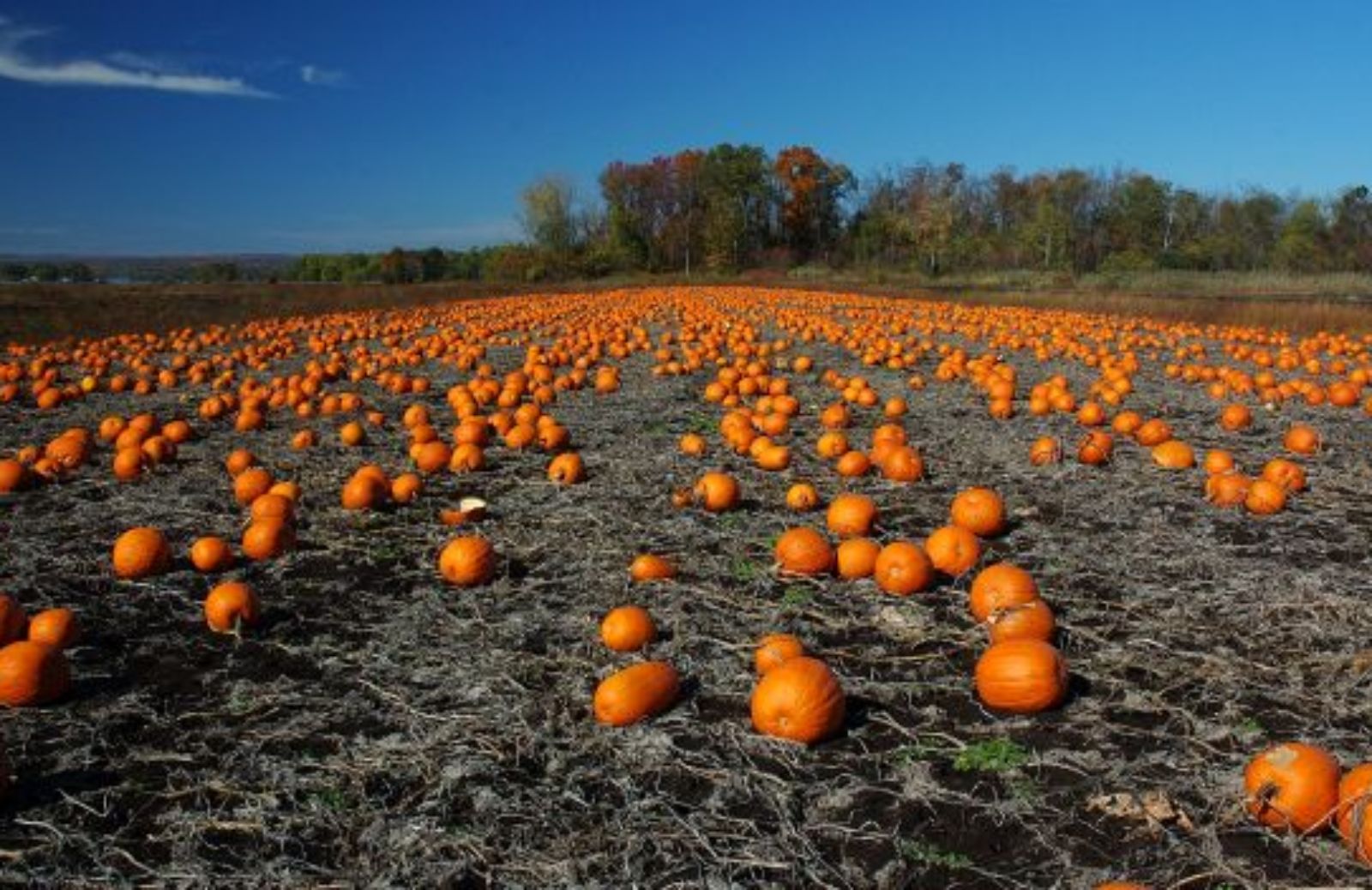 Come organizzare una eco-cena di Halloween: i piatti