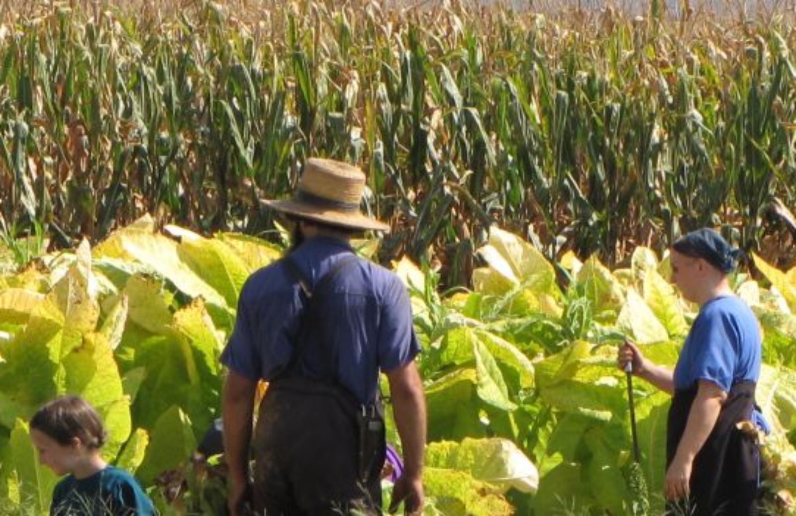 Come si diventa un giovane agricoltore