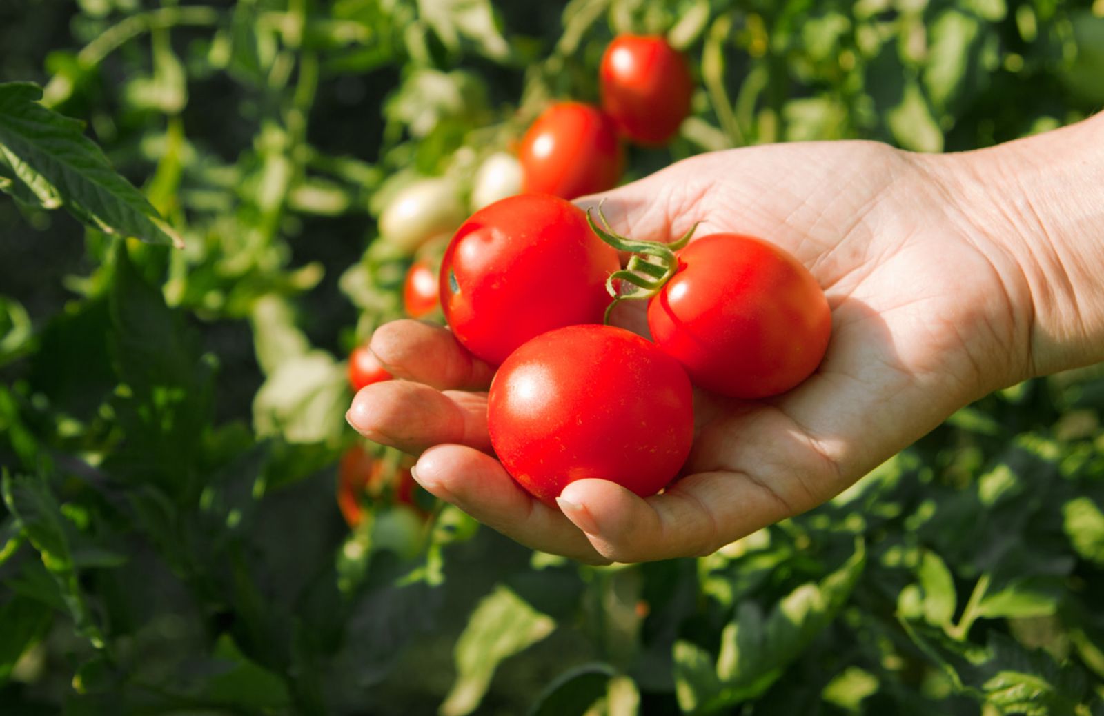 Bulbo, Grove Labs e City Farm: la coltivazione nelle città del futuro