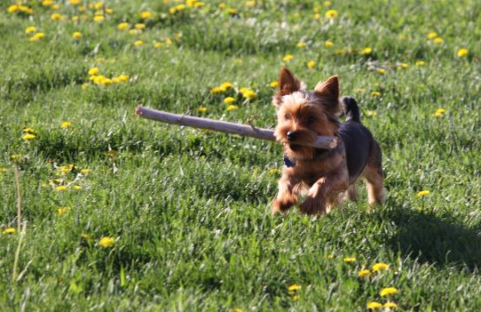 Come curare il cane in modo sostenibile