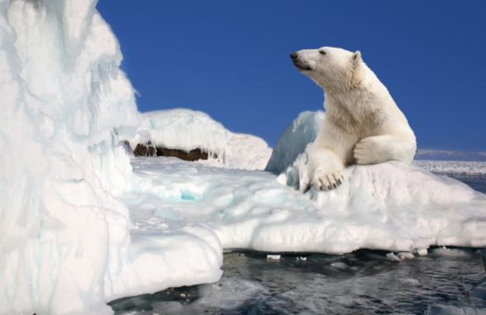 Come e perché si è svolta #Pedalatapolare di Greenpeace