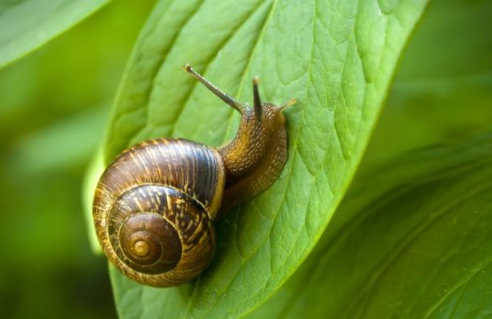 Come proteggere in modo naturale il tuo orto da parassiti e lumache 