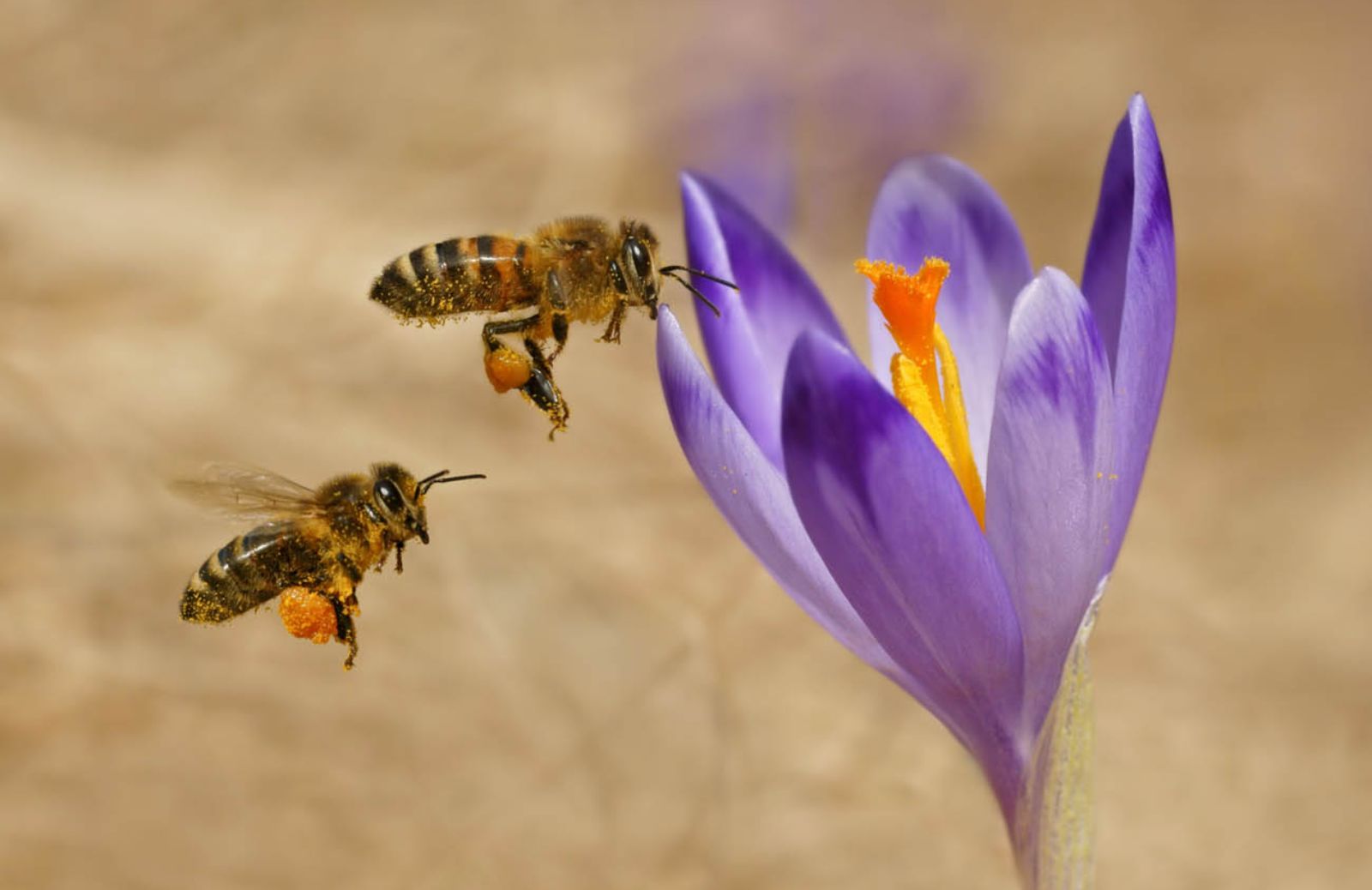 Api dipendenti dal nettare con i pesticidi 