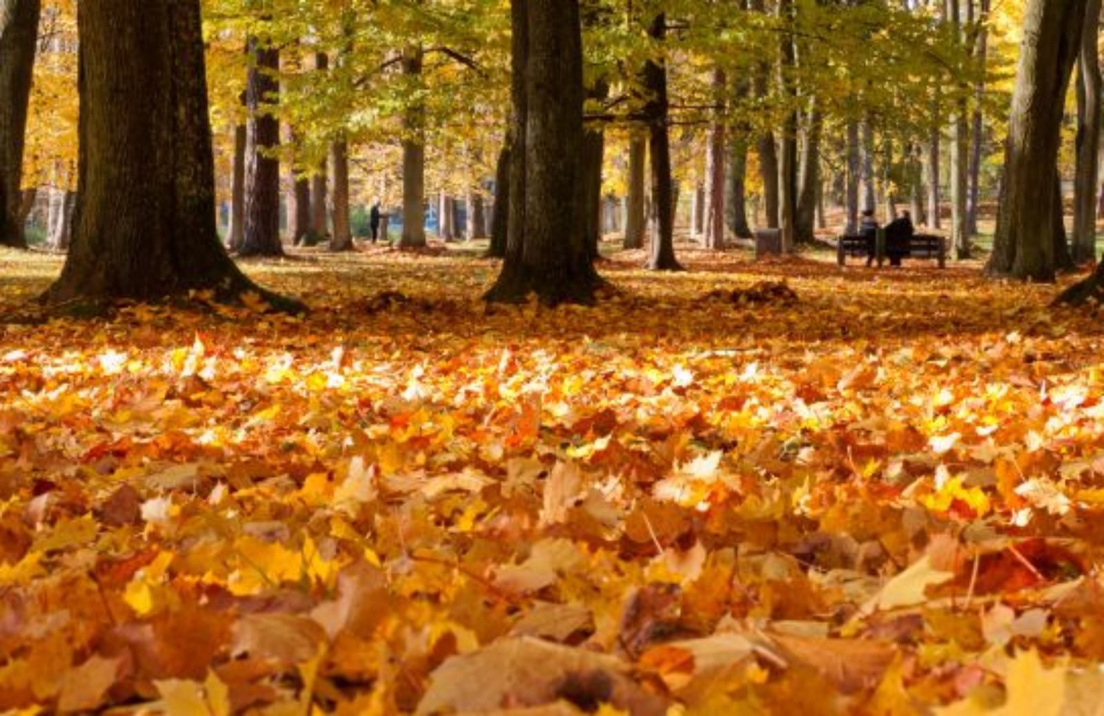 Arriva il catasto dei boschi e delle foreste urbane 