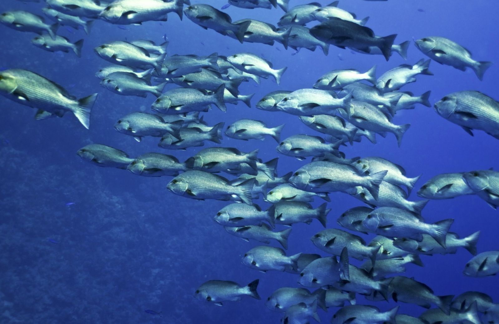 Biodiversità marina della Sicilia: due anni di ricerche 