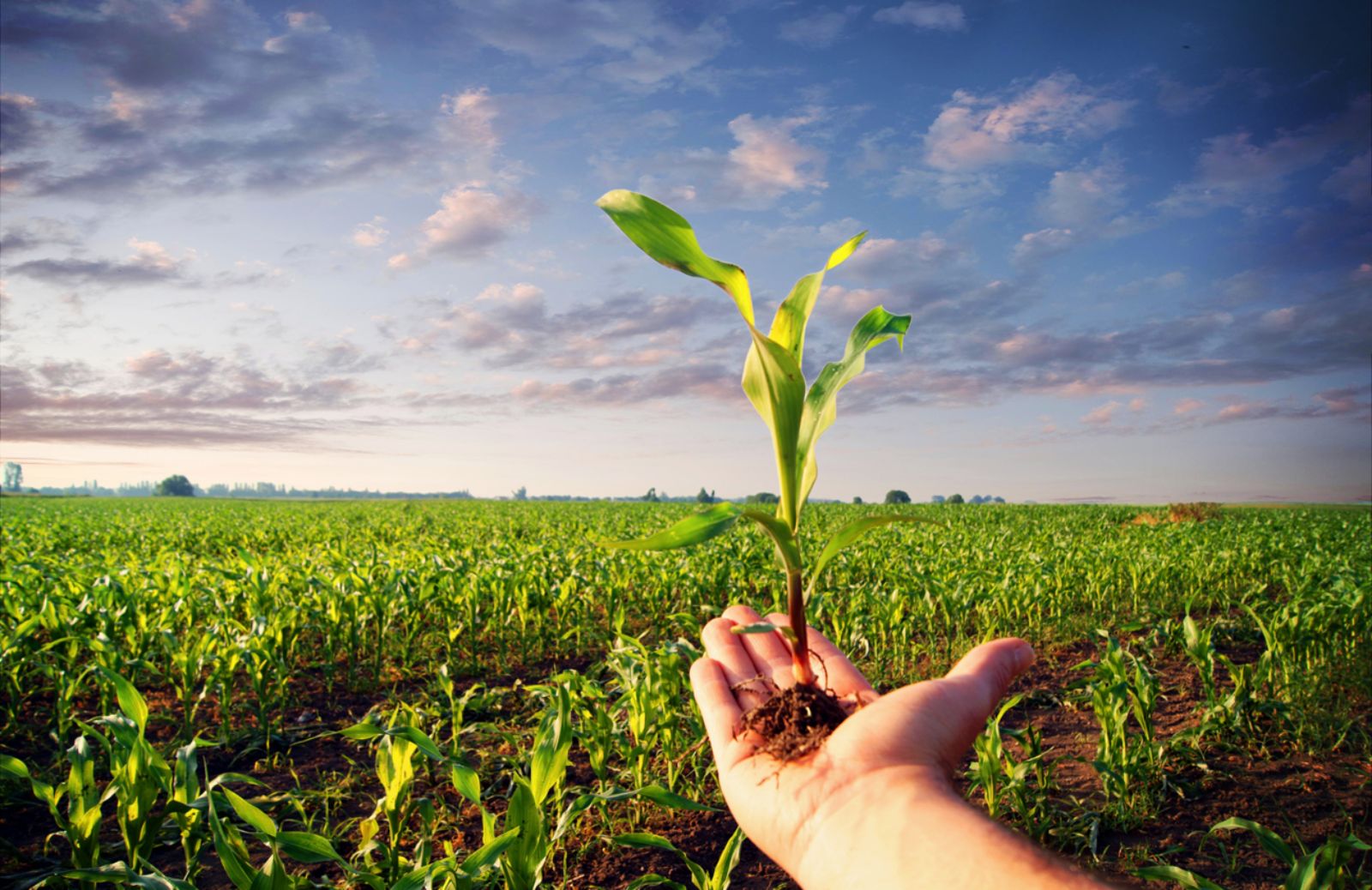 Come l’Unione Europea intende sostenere l’agricoltura biologica 