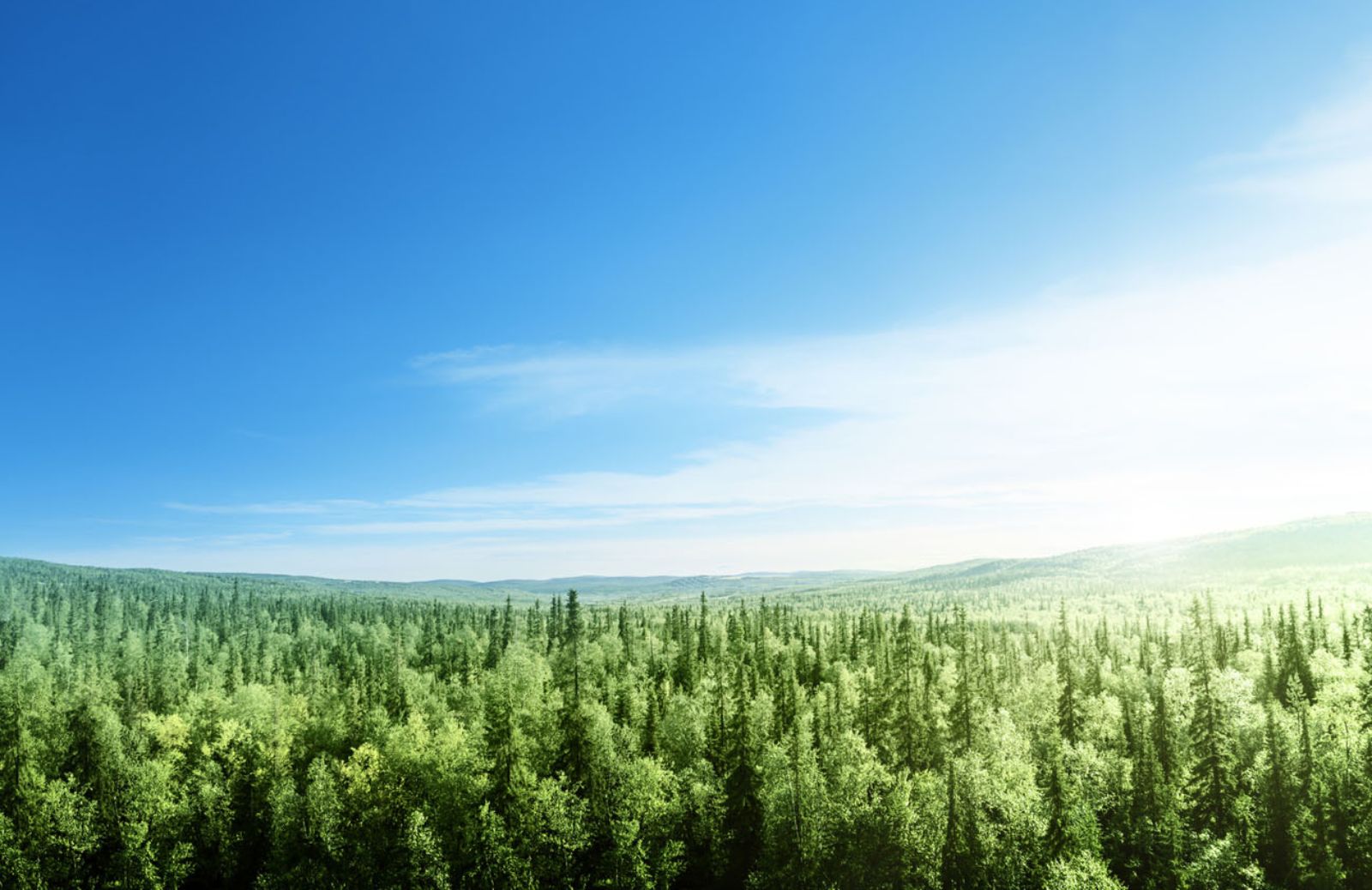 Gli alberi sulla Terra sono tremila miliardi 