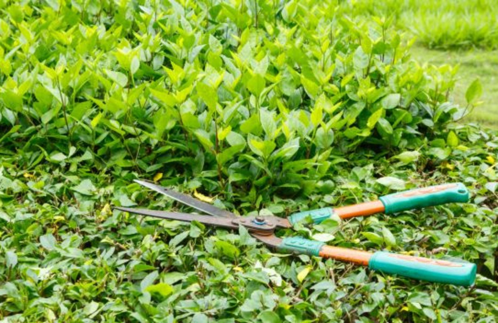 Gli scarti di potatura del verde urbano fruttano milioni di euro