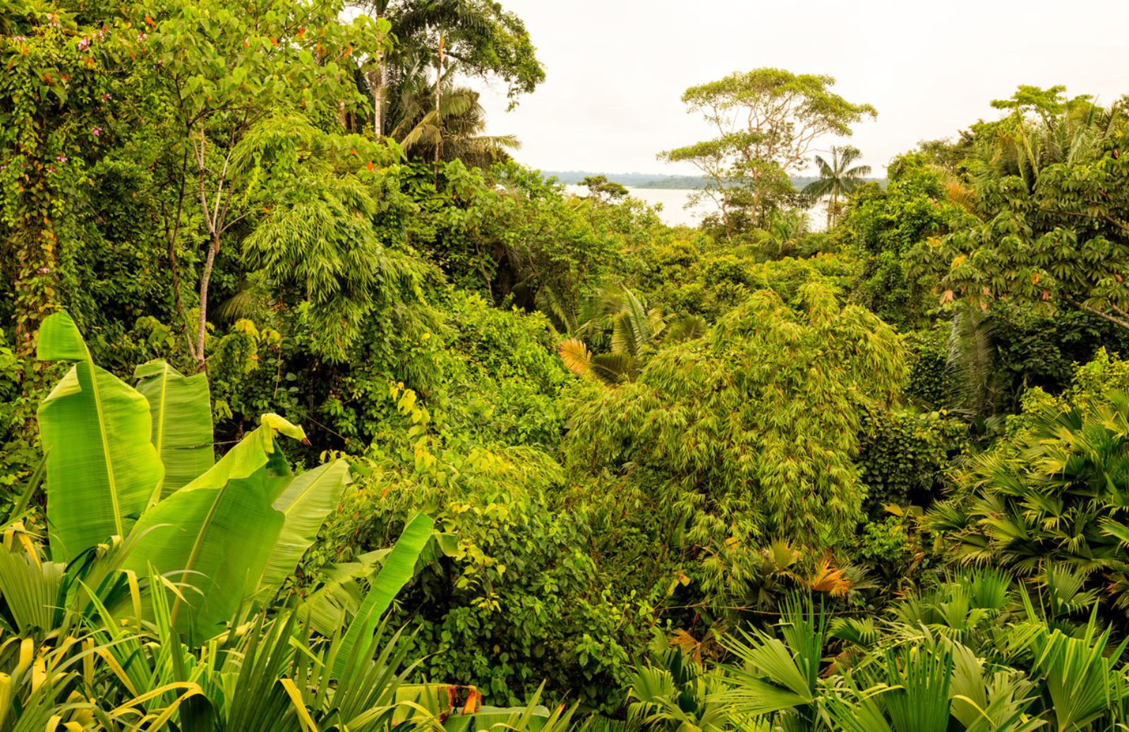 Le foreste della Terra sempre più malate 