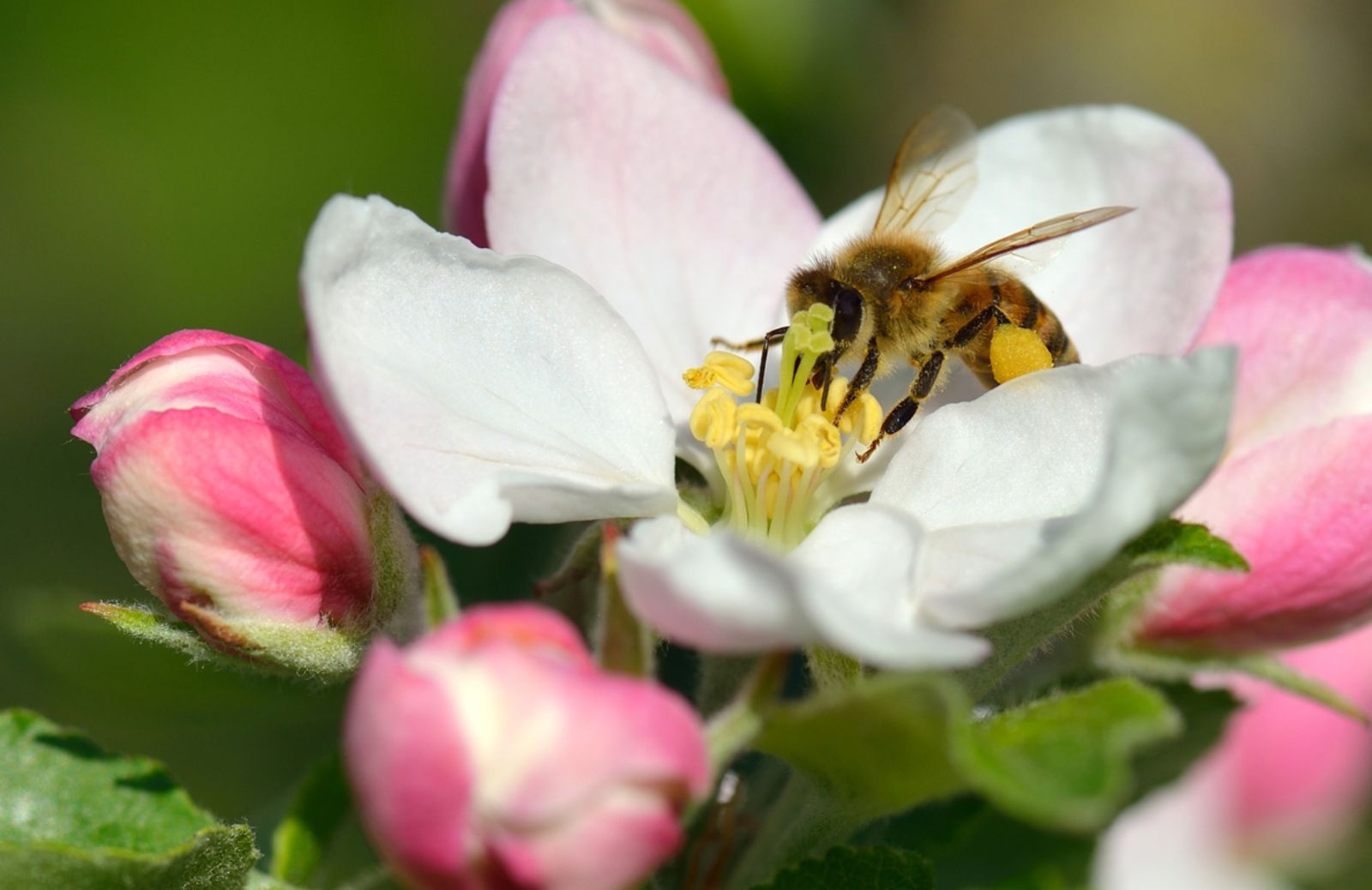 Mosche e vespe, nuovi insetti per l'impollinazione