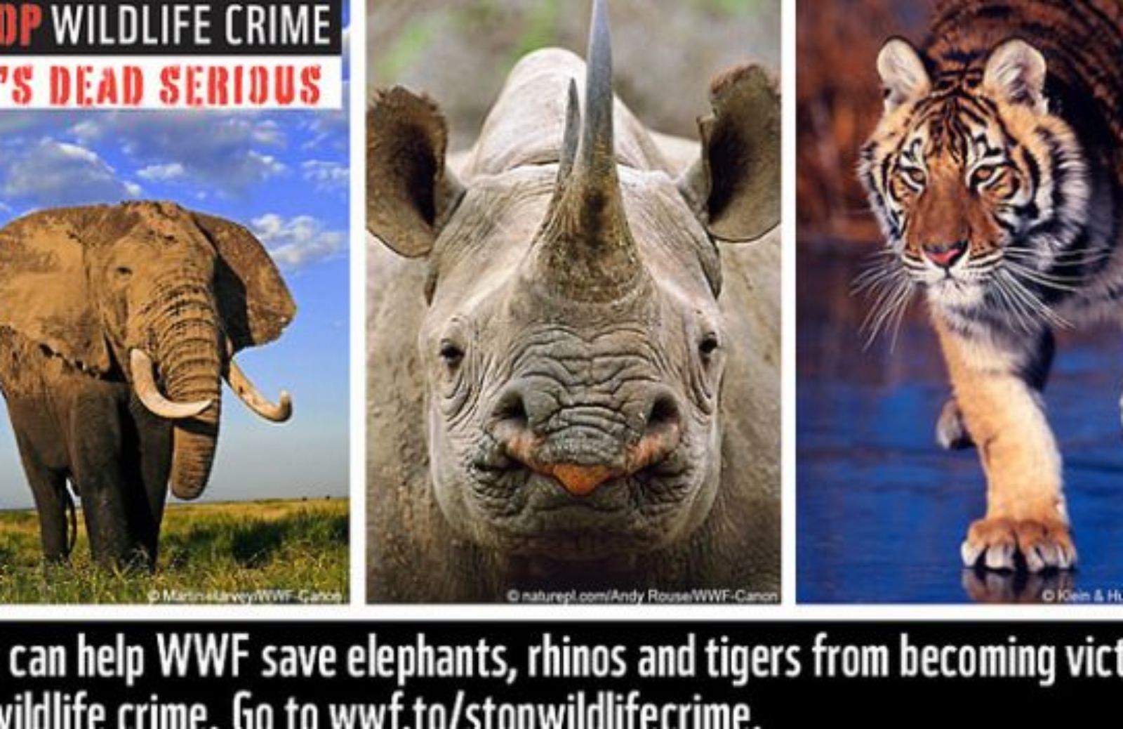 StopWildlifeCrime: la missione contro il bracconaggio