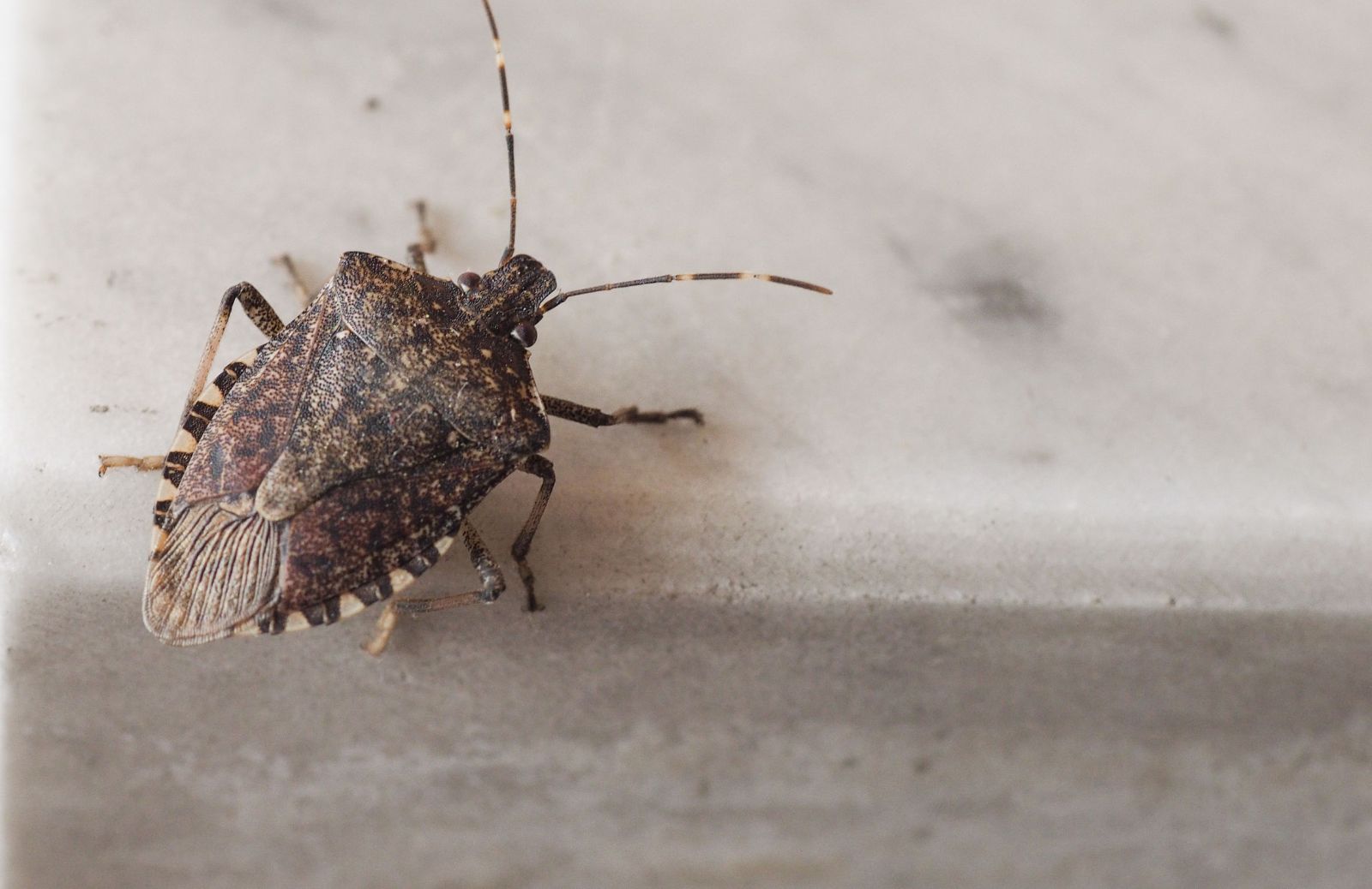 Invasioni di cimici, sono rischiose per i bambini? I rimedi naturali