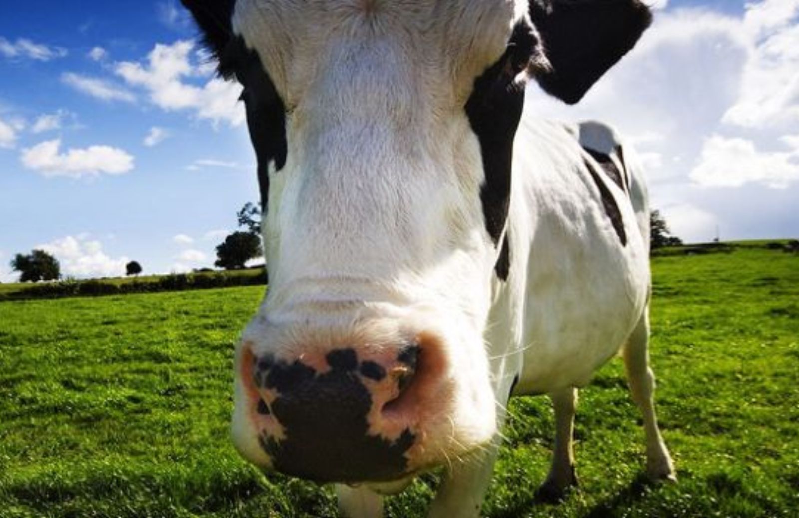 Come scegliere una Agri-Tata o diventarlo