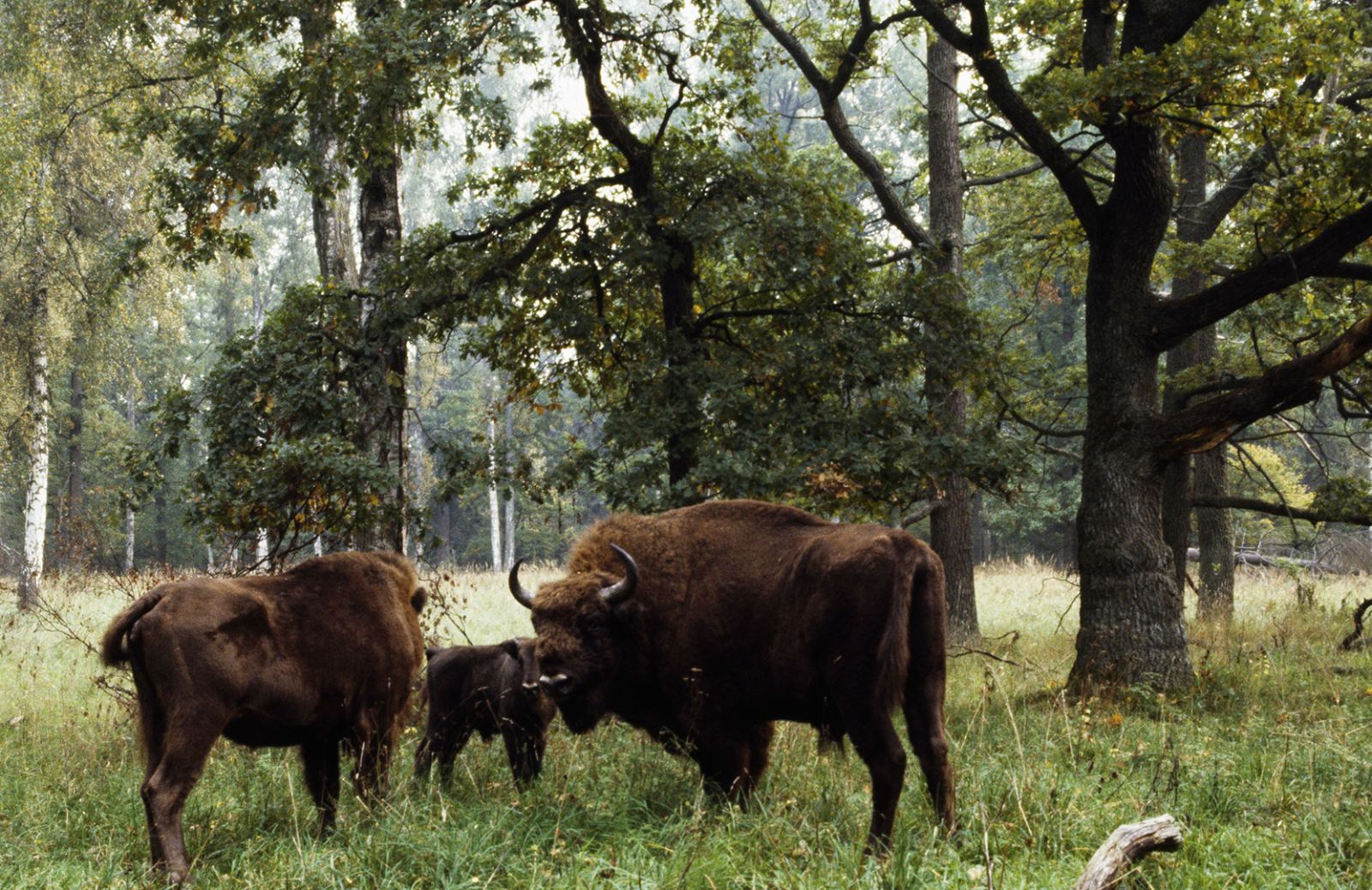 A Bialowieza sopravvive l’ultimo lembo di foresta