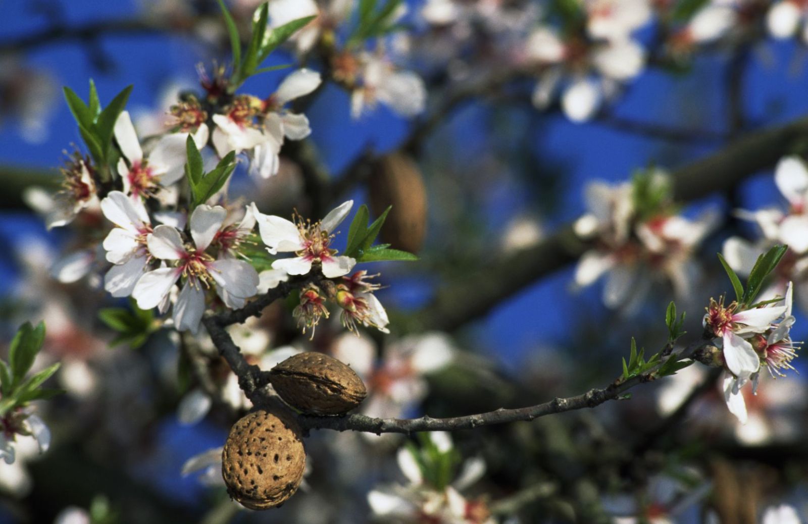 Ad Agrigento la primavera è già arrivata!