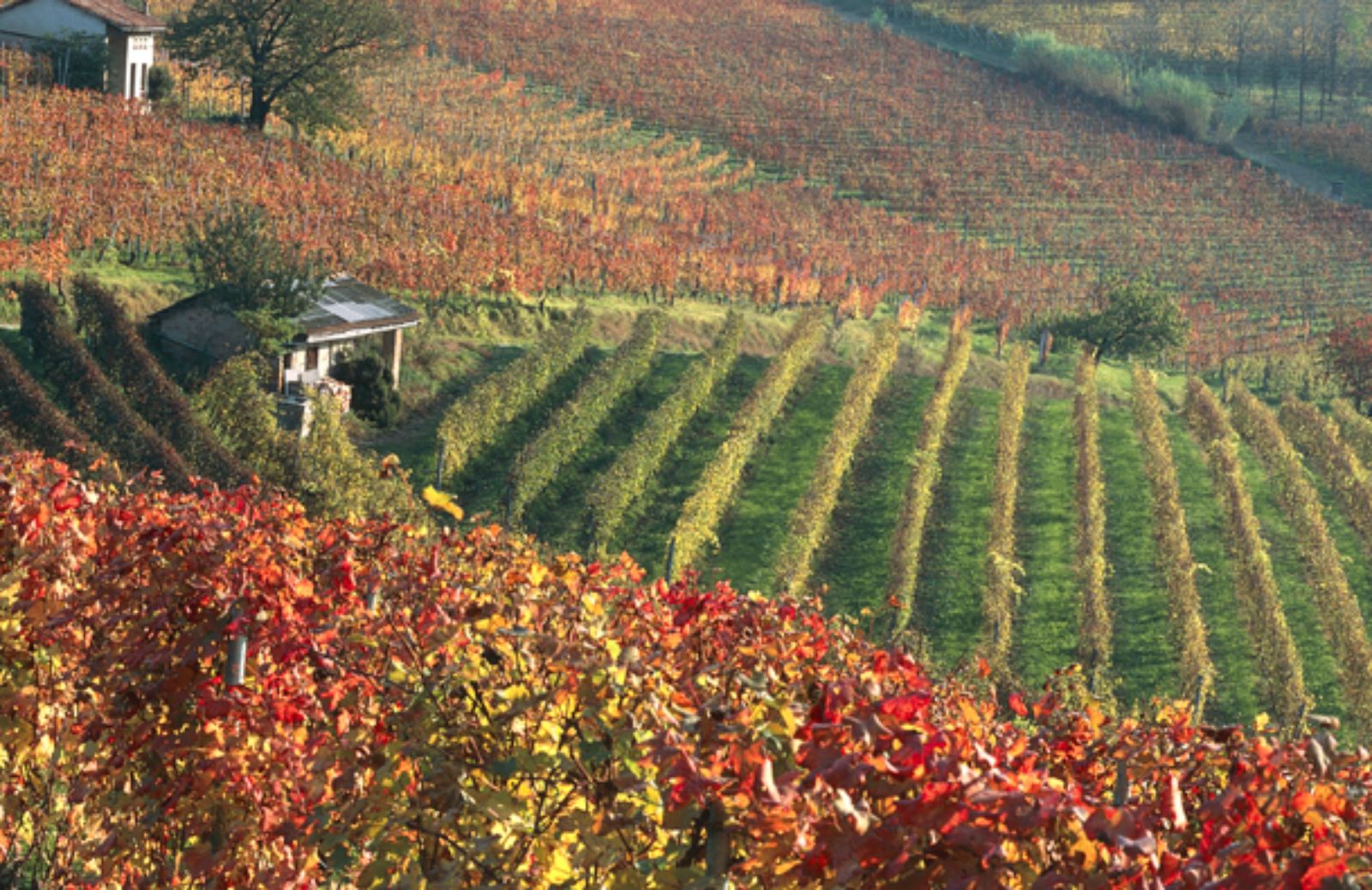 Langhe: là dove il vino è cultura