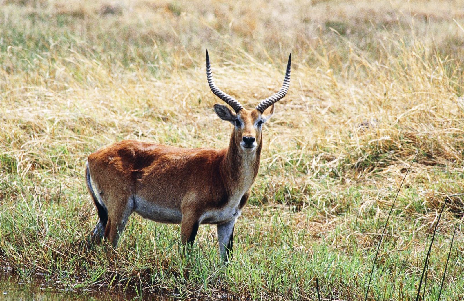 Lontani dal mondo, un safari in Botswana