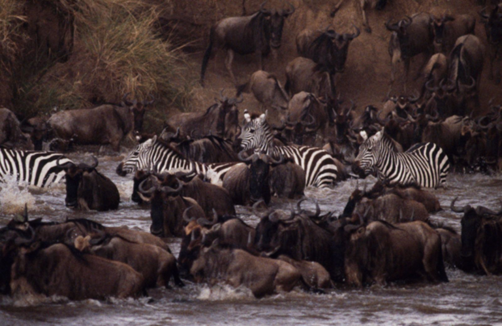 Un’avventura dal Serengeti al Maasai Mara