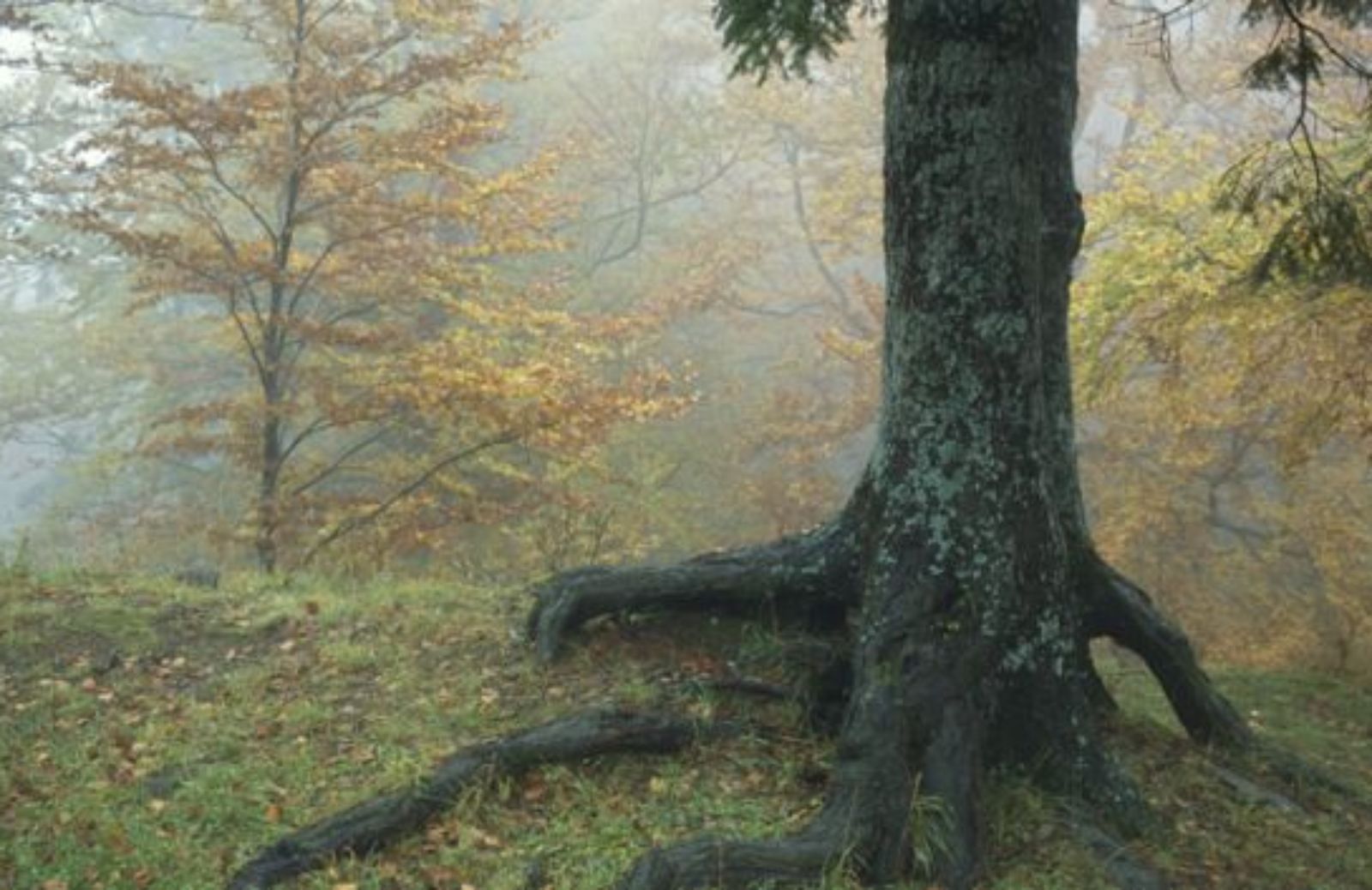 Antiche foreste tra Toscana e Romagna