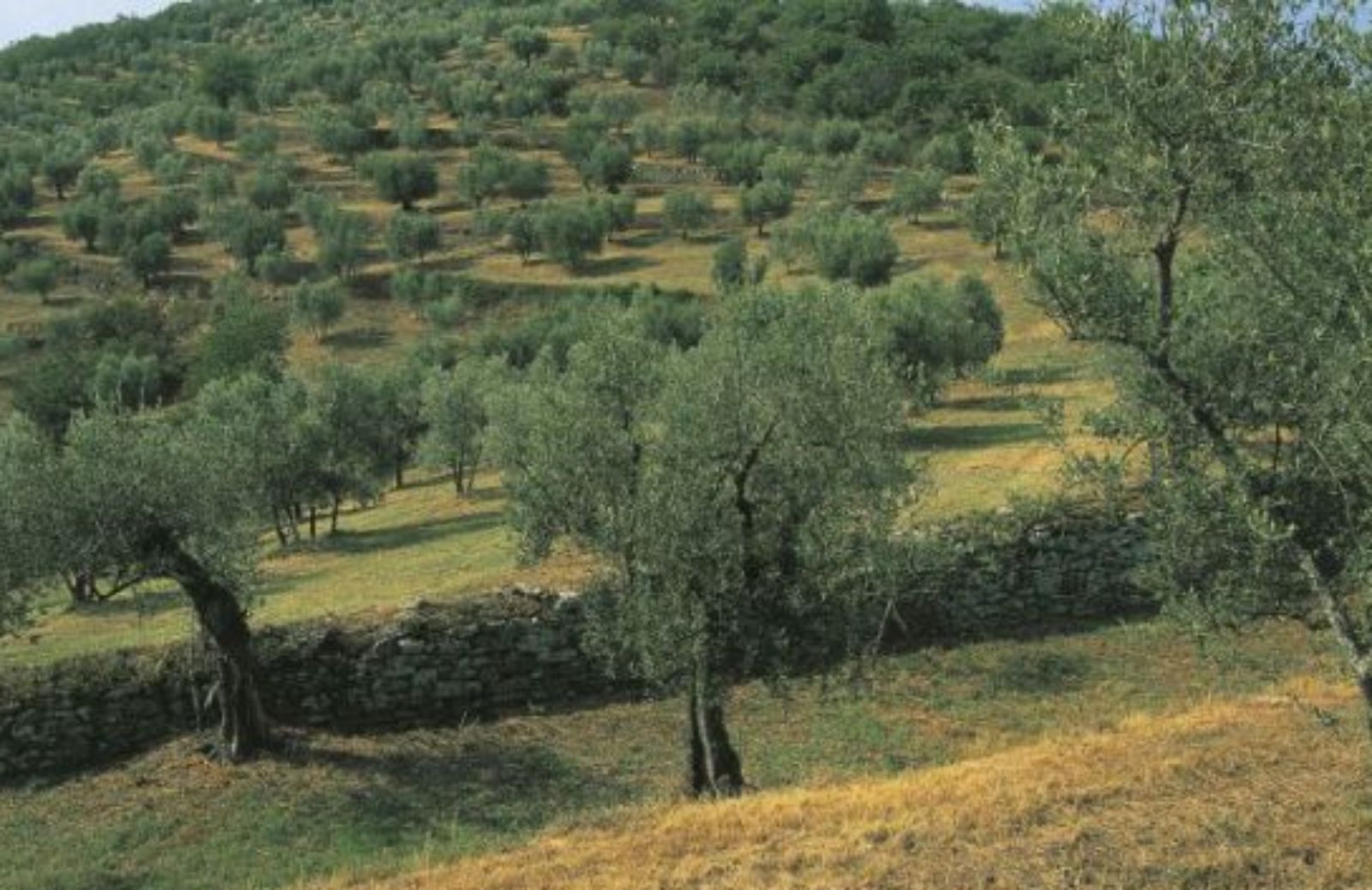 Assaggiare il cuore verde d'Italia