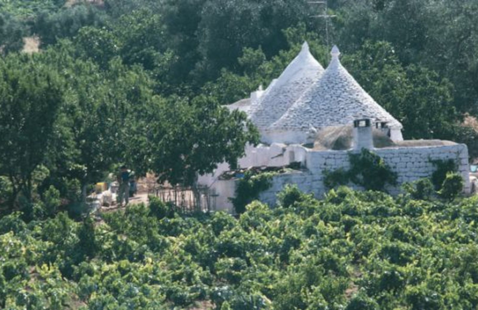 L'Appia, strada dei vini