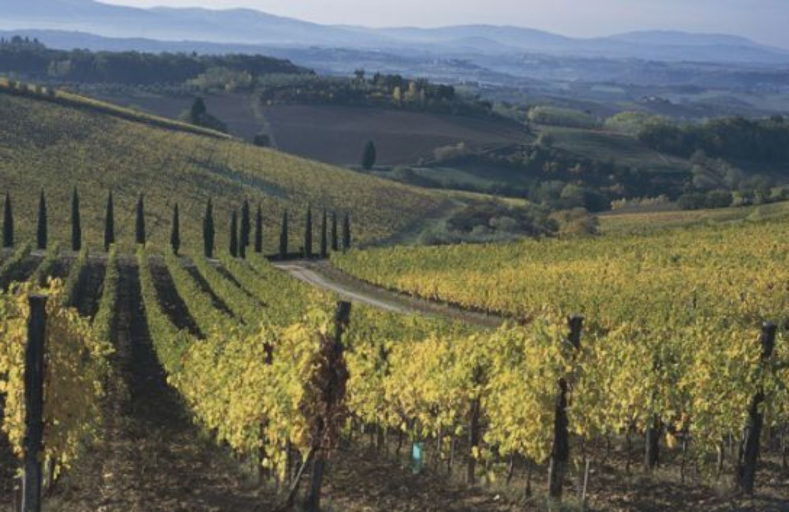 Ribollita, brigidini e vin santo