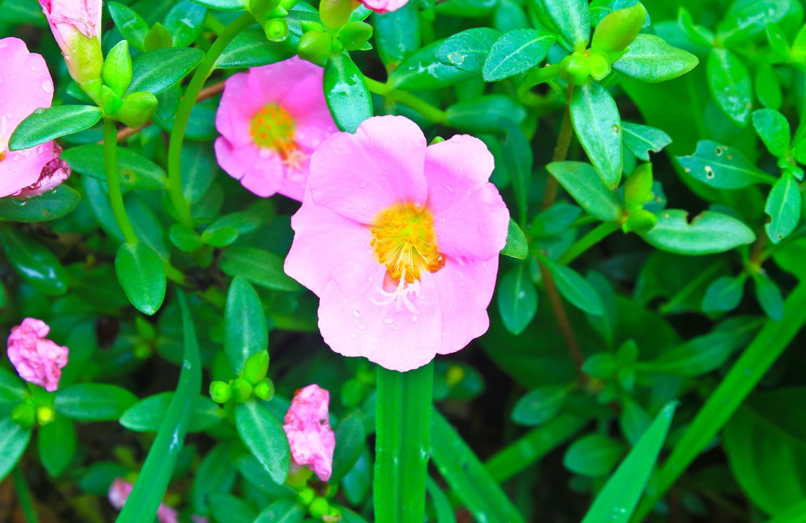 Portulaca: le proprietà benefiche e gli usi alimentari