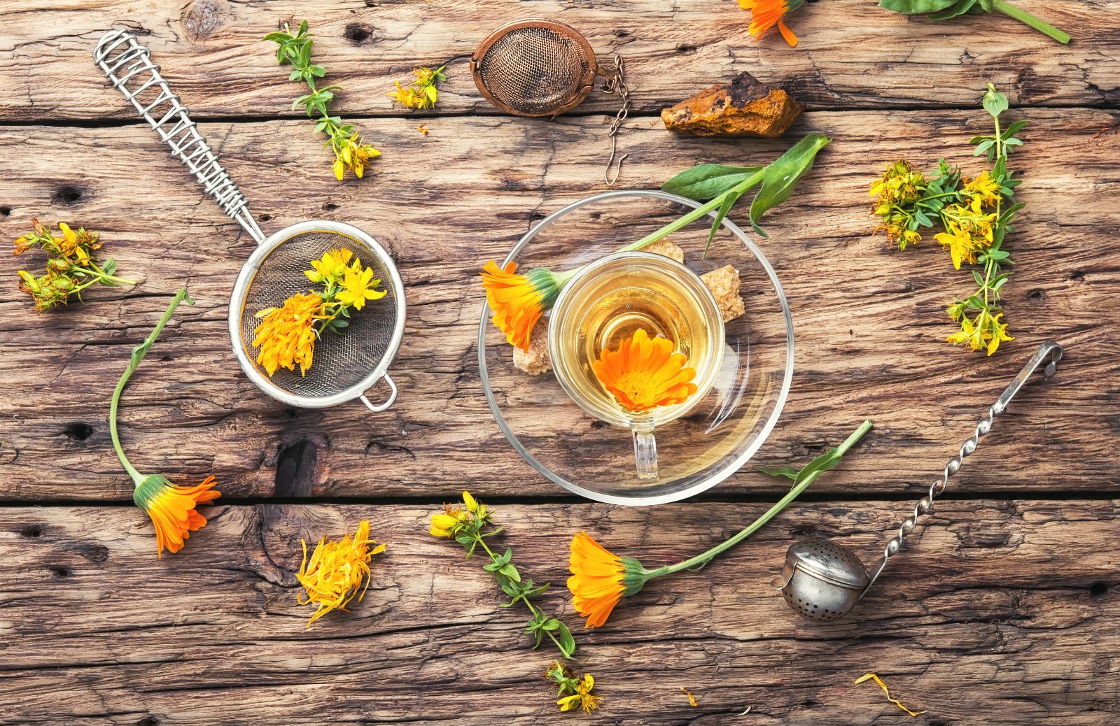 Calendula: proprietà e benefici