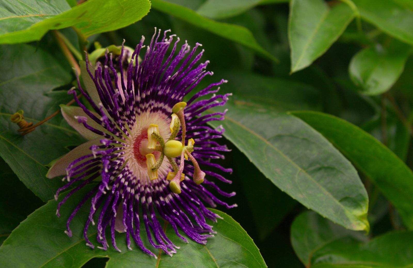 Come proteggere la salute con i benefici della passiflora