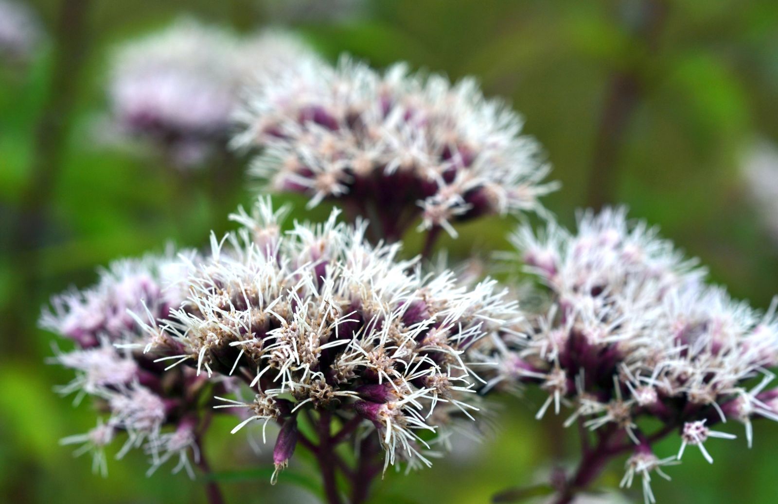 Come usare la valeriana: dalle tisane alle compresse