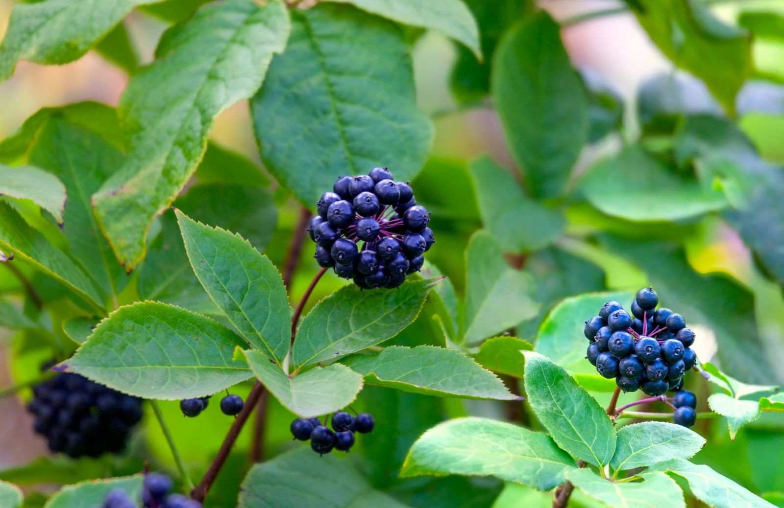 Eleuterococco (o ginseng siberiano): proprietà e controindicazioni