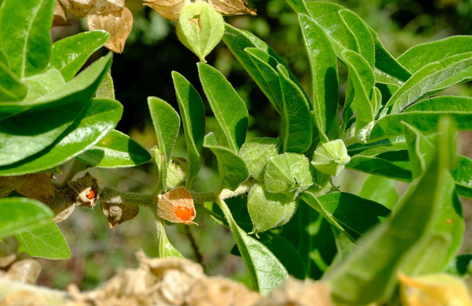 Ashwagandha, il ginseng indiano contro stanchezza e ansia