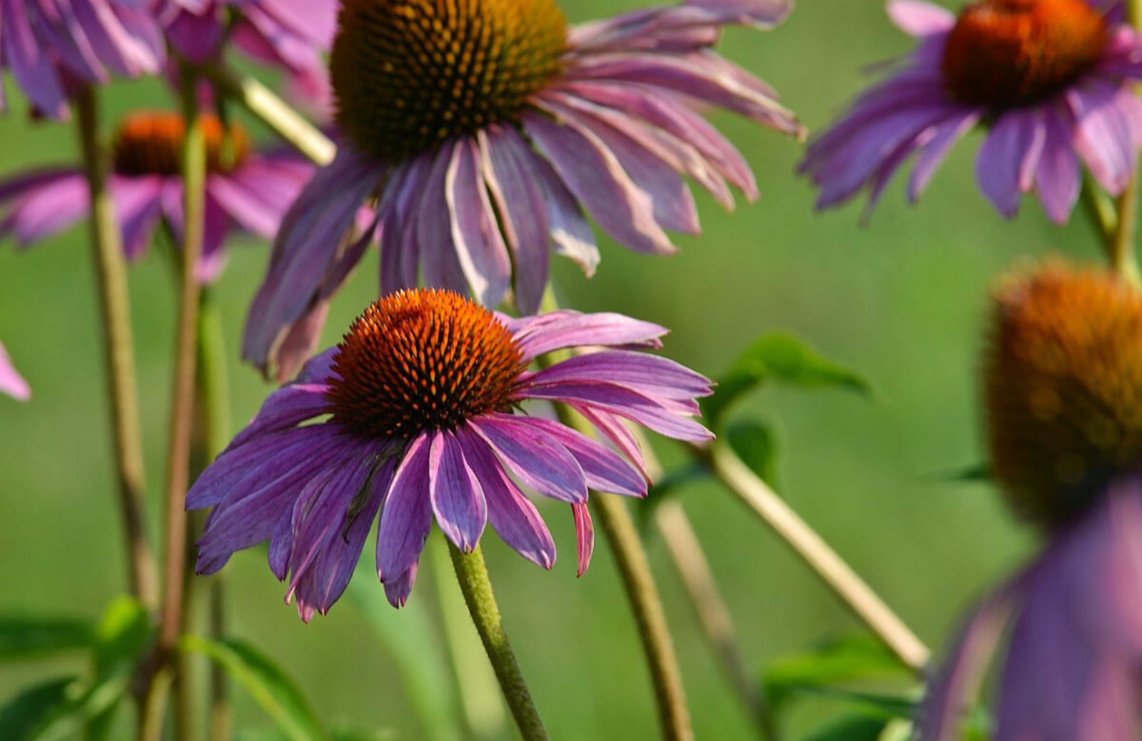 Echinacea, i benefici per il sistema immunitario e non solo