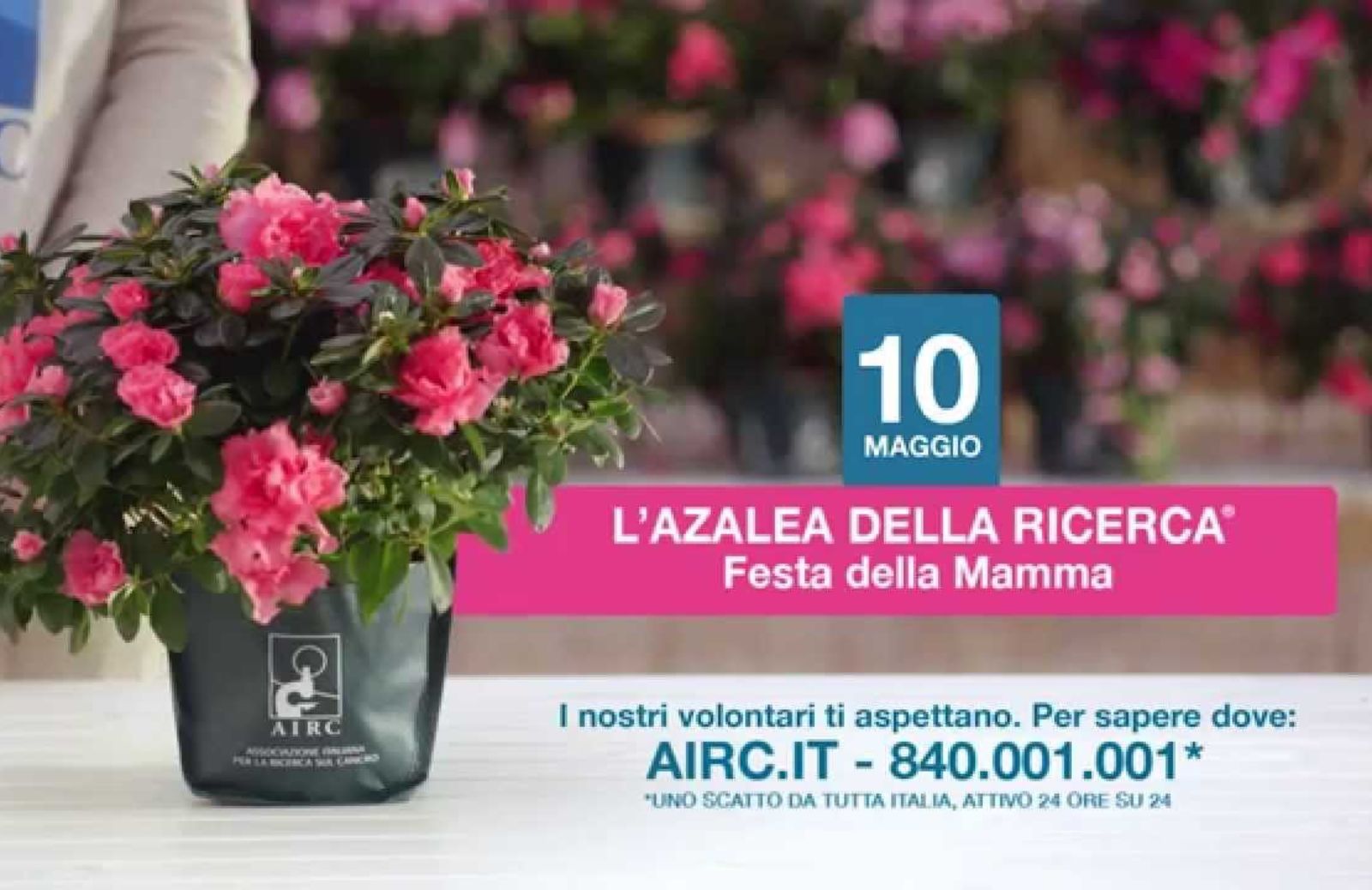 Festa della Mamma, contro i tumori femminili torna l'Azalea della Ricerca Airc