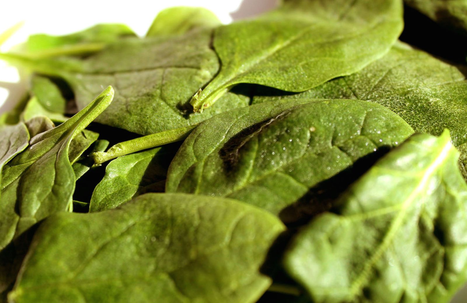 Spinaci per dimagrire, con l'estratto passa la voglia di junk food