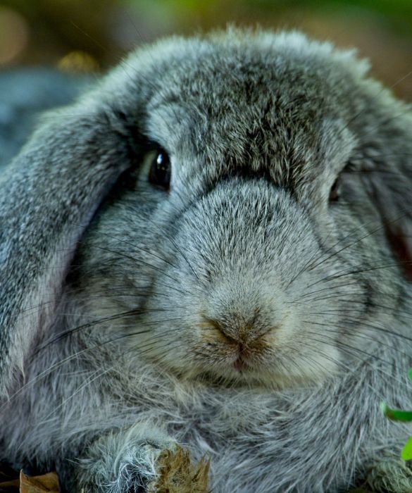 <p>Il coniglio è il terzo animale domestico più richiesto dai bimbi, dopo cane e gatto. Sicuramente meno impegnativo di questi ultimi, il coniglio richiede comunque delle cure e delle attenzioni.</p>
<p>Essendo degli animali domestici un po' timorosi, potrebbe essere necessario un po' di tempo affinché si sentano a casa. Ecco perché è necessario insegnare al bimbo di avere pazienza e rispetto dell'animale. Una volta conquistata la sua fiducia, il coniglio si rivelerà un pet coccoloso e tenerissimo.</p>
